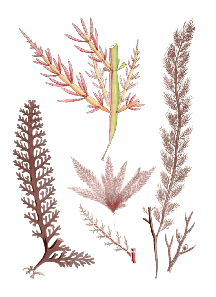 Various Vintage Red Seaweed plant Illustrations 10