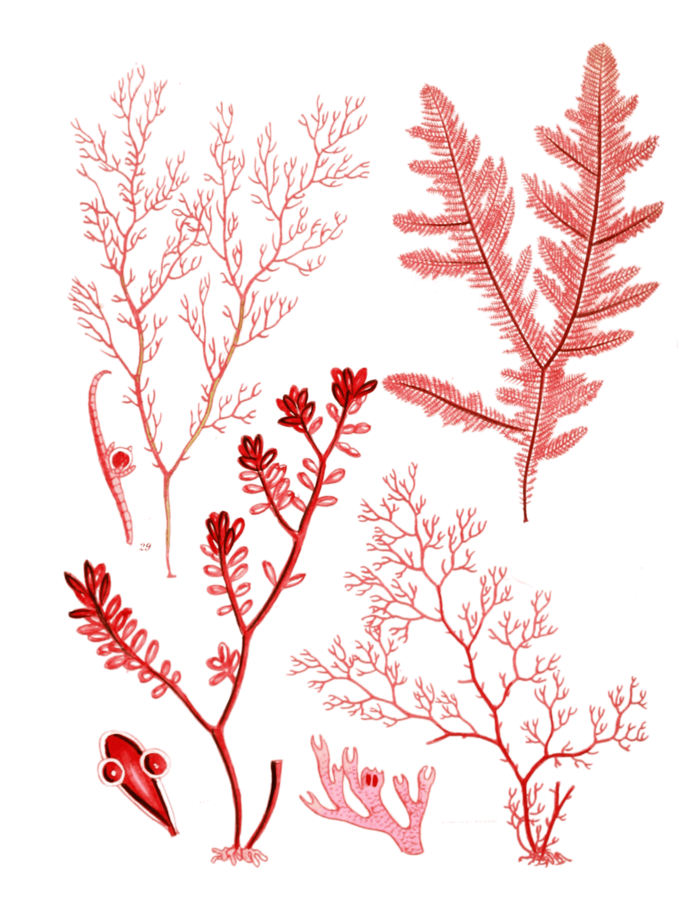 Various Vintage Red Seaweed plant Illustrations 3