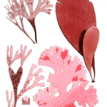 Various Vintage Red Seaweed plant Illustrations 4