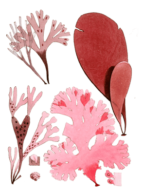 Various Vintage Red Seaweed plant Illustrations 4
