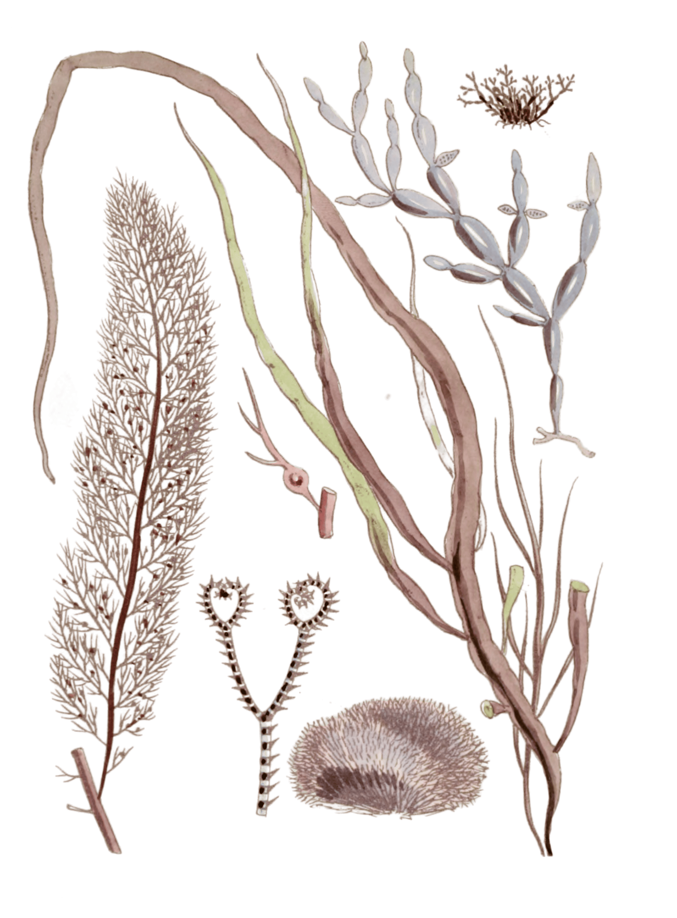Various Vintage Red Seaweed plant Illustrations 5
