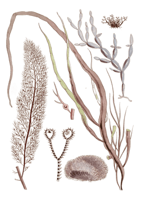 Various Vintage Red Seaweed plant Illustrations 5