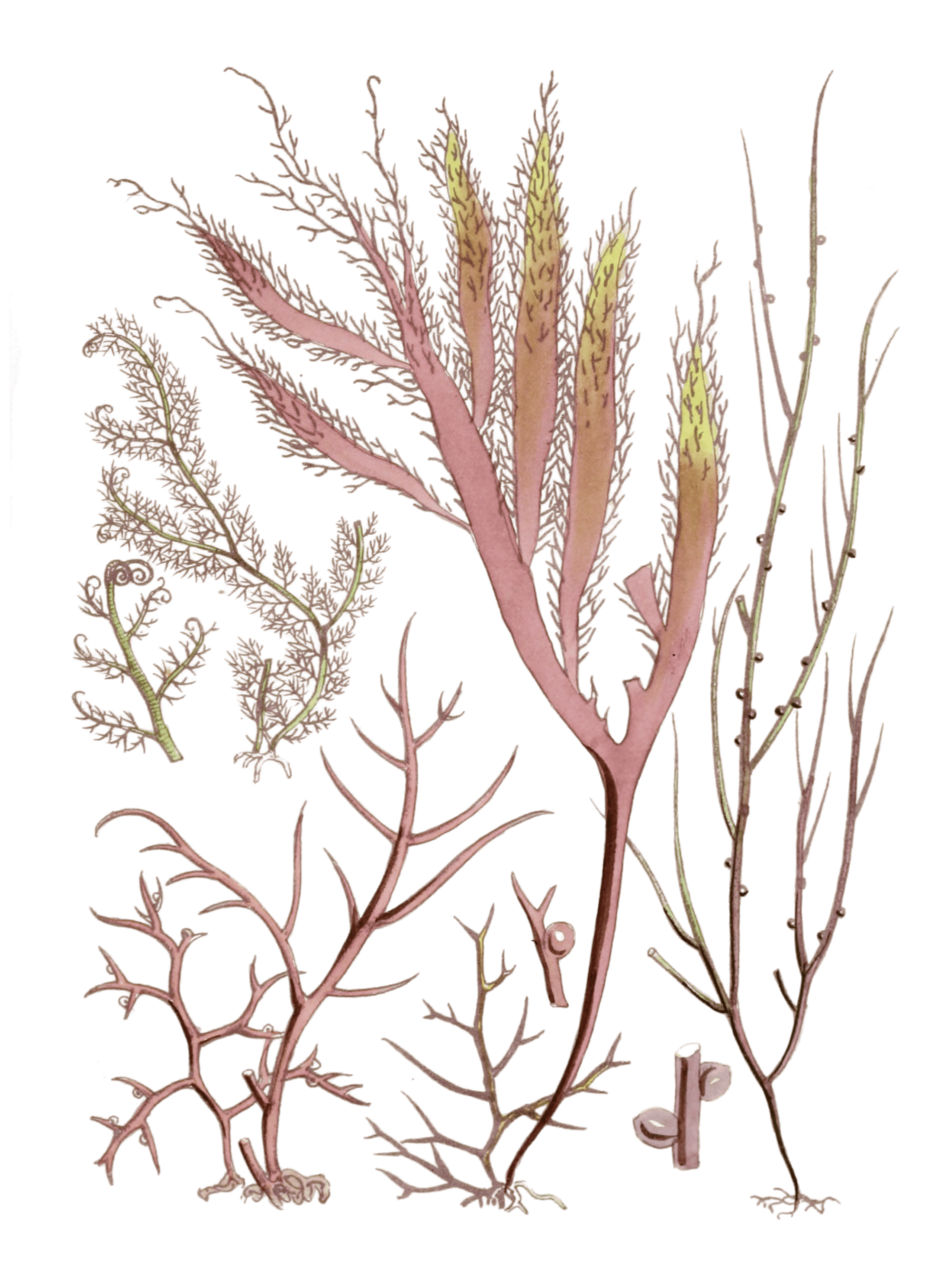 Various Vintage Red Seaweed plant Illustrations 6