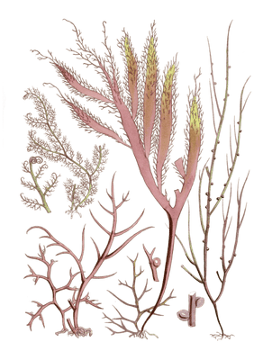 Various Vintage Red Seaweed plant Illustrations 6