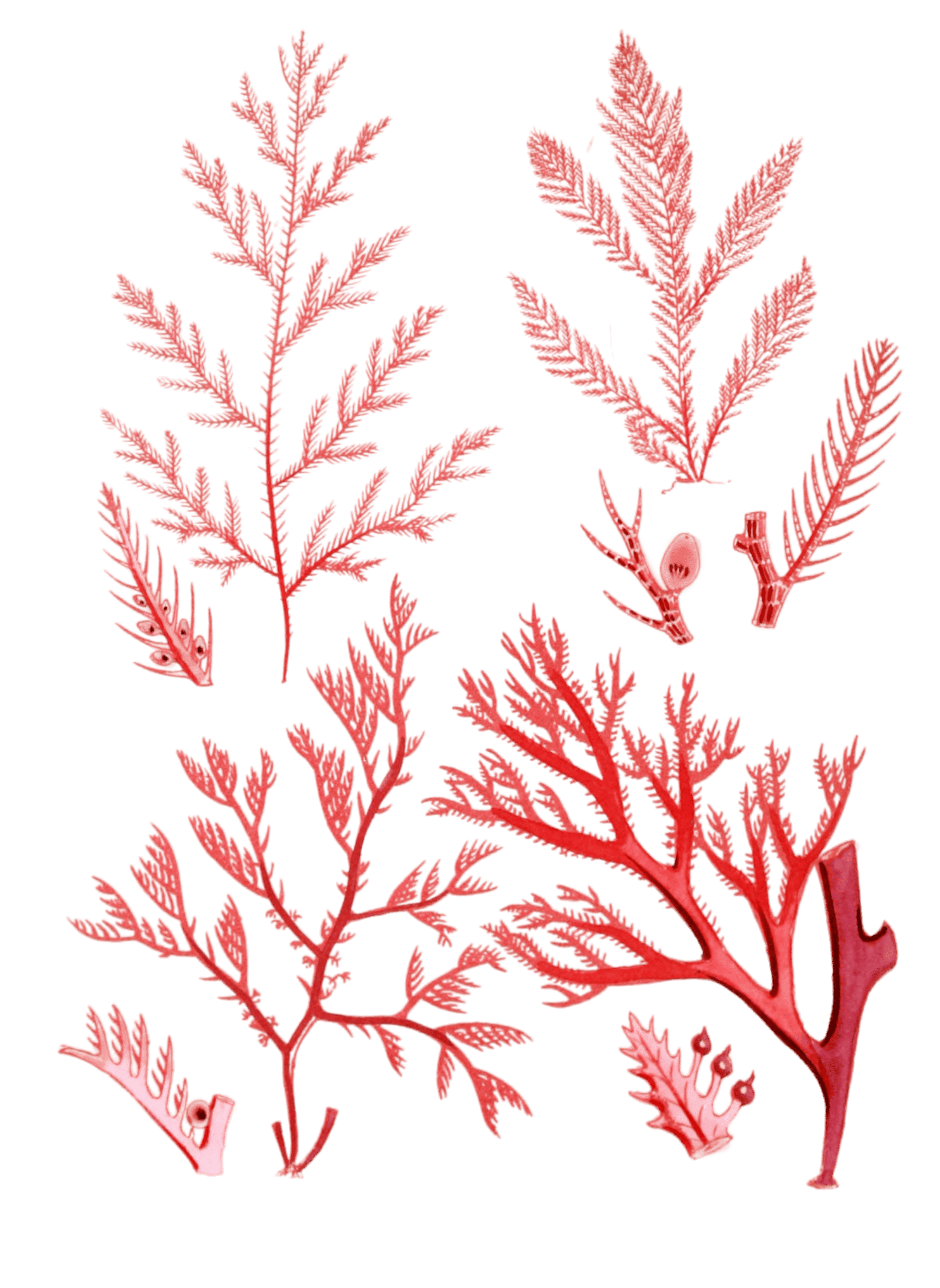 Various Vintage Red Seaweed plant Illustrations 7
