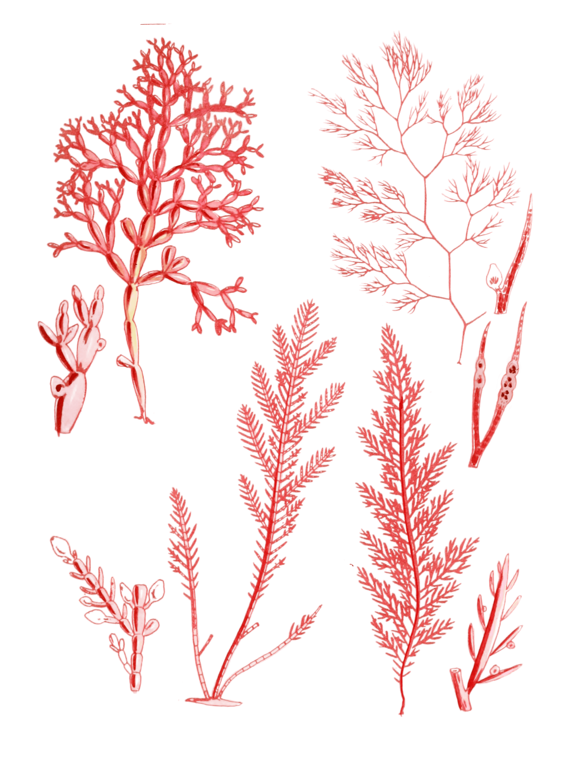 Various Vintage Red Seaweed plant Illustrations 9