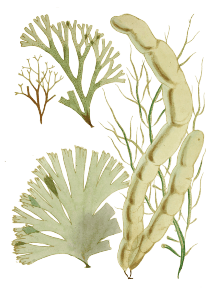Various Vintage Seaweed plant Illustrations 2
