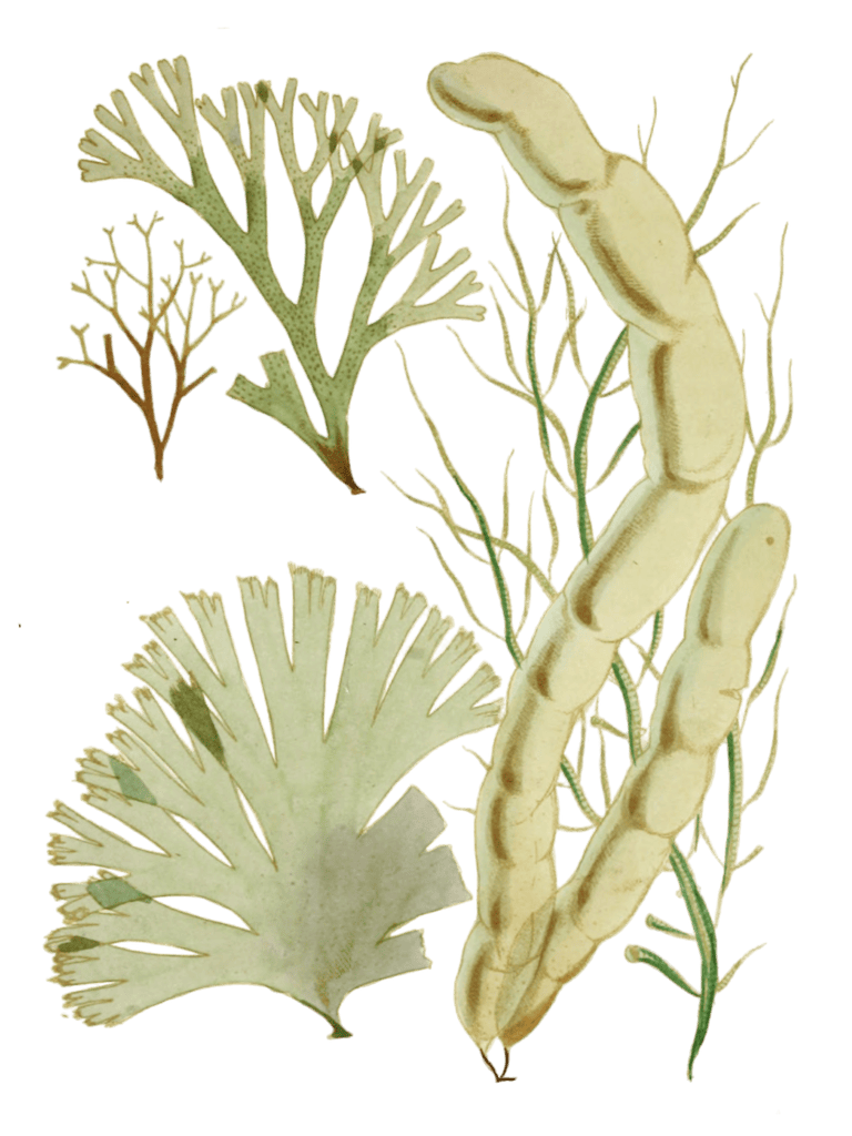 Various Vintage Seaweed plant Illustrations 2