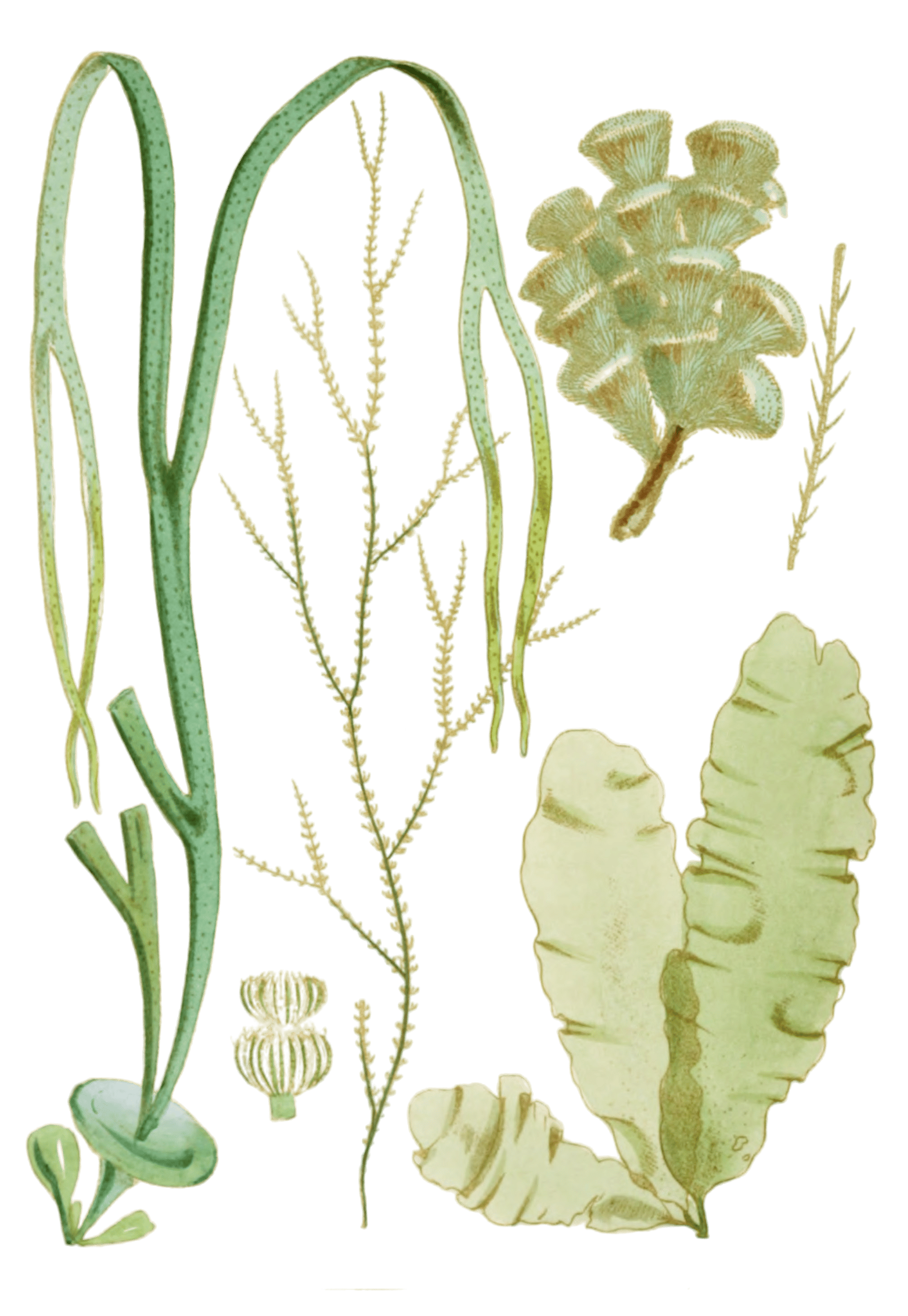 Various Vintage Seaweed plant Illustrations 4