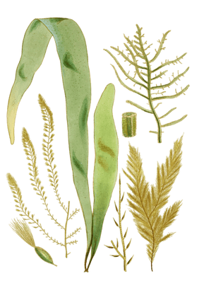Various Vintage Seaweed plant Illustrations 5