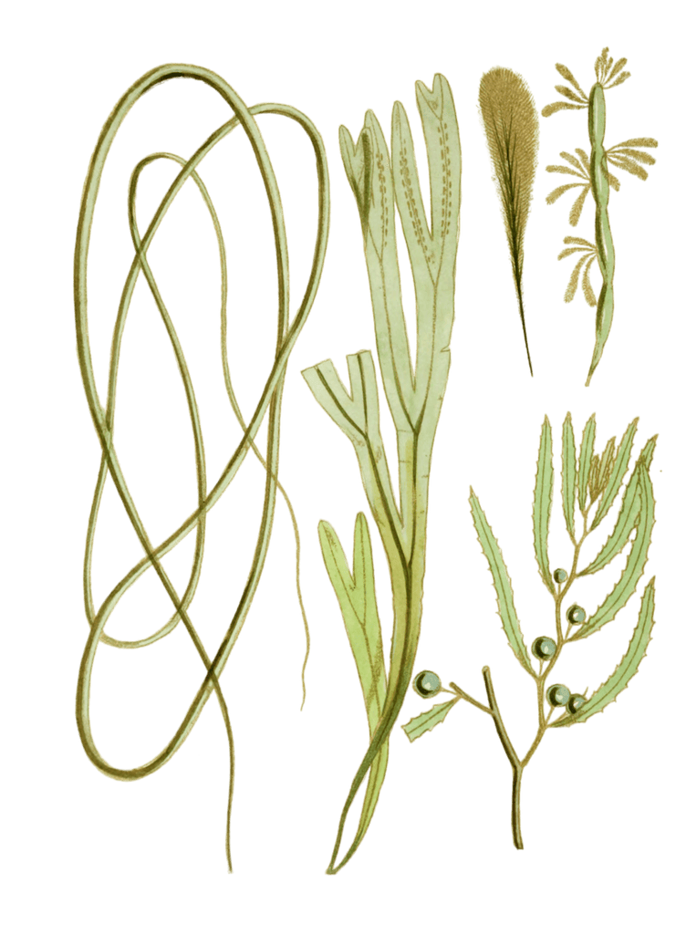 Various Vintage Seaweed plant Illustrations 6