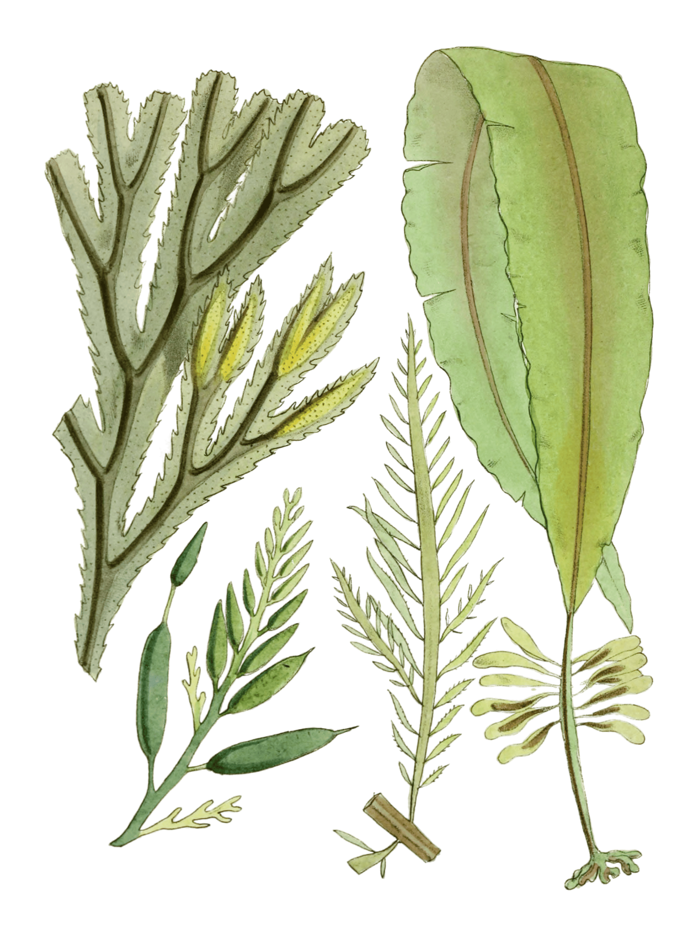 Various Vintage Seaweed plant Illustrations