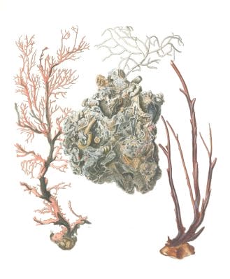 Various coral 11 Vintage Illustration