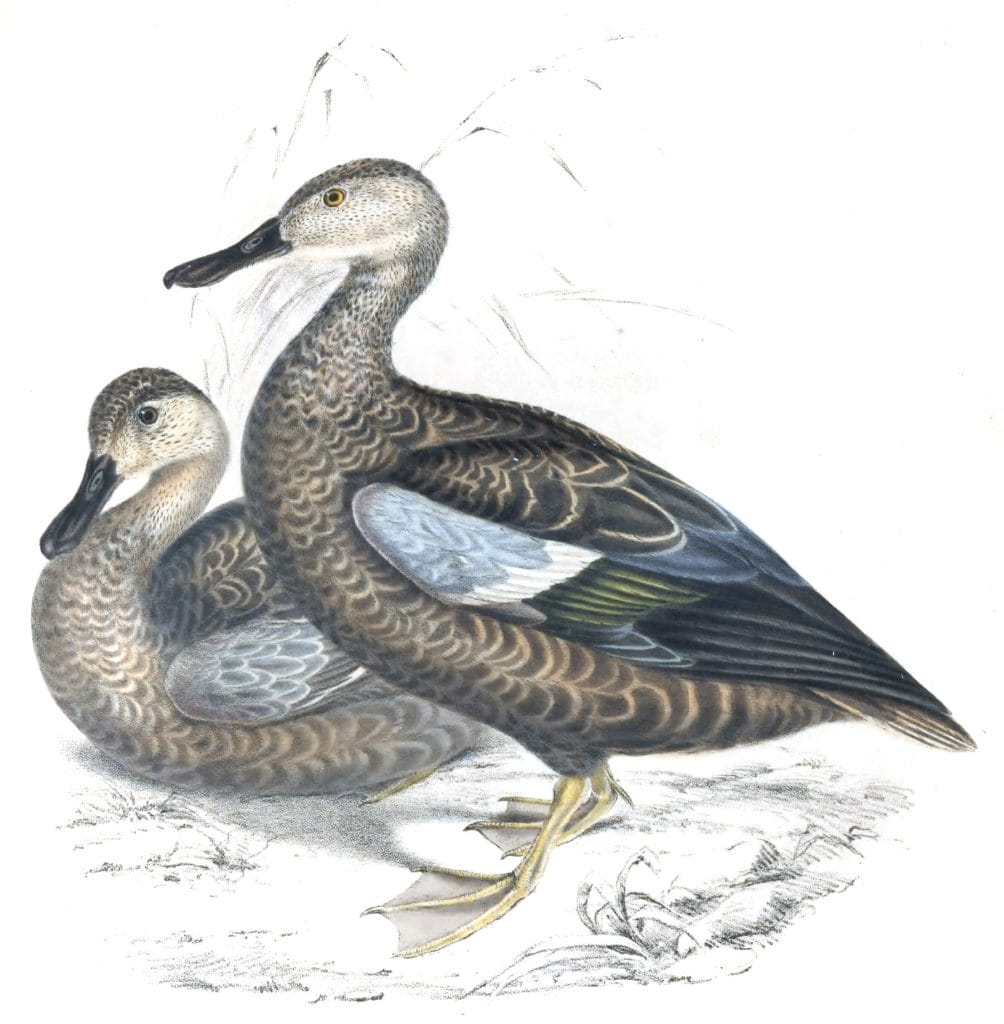 Various duck - Vintage Bird Illustrations