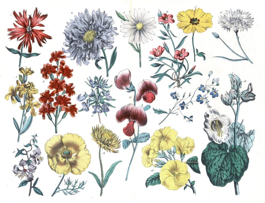 Various flowers 3 Vintage Illustrations