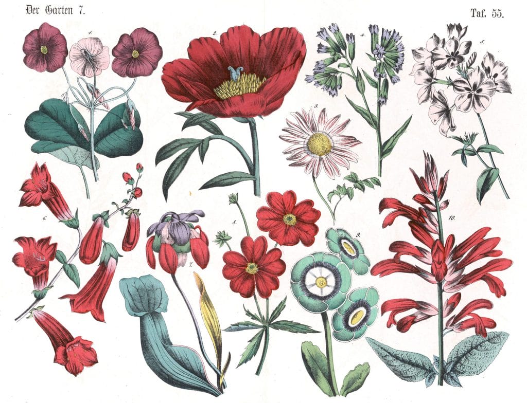 Various flowers 4 Vintage Illustrations