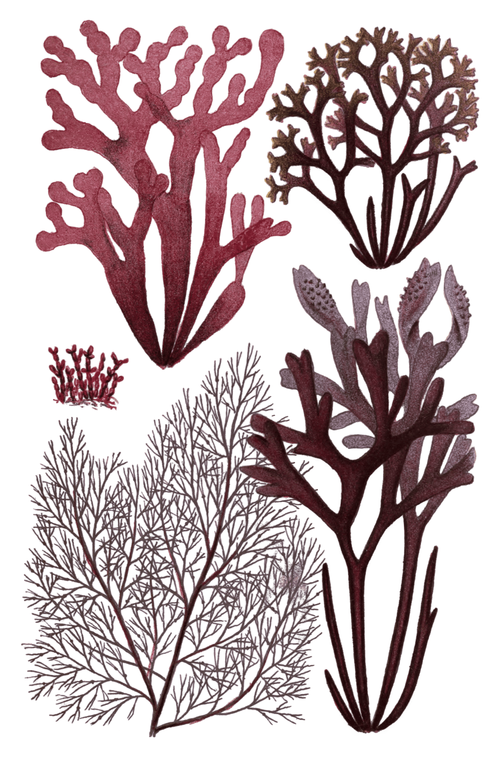 Various red Seaweed illustration 2