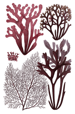 Various red Seaweed illustration 2