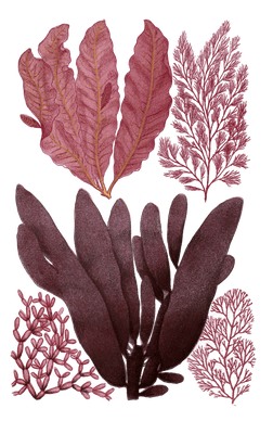 Various red Seaweed illustration 3