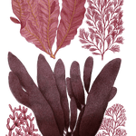 Various red Seaweed illustration 3