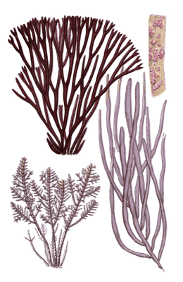 Various red Seaweed illustration 4