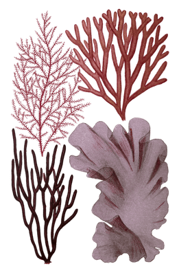 Various red Seaweed illustration
