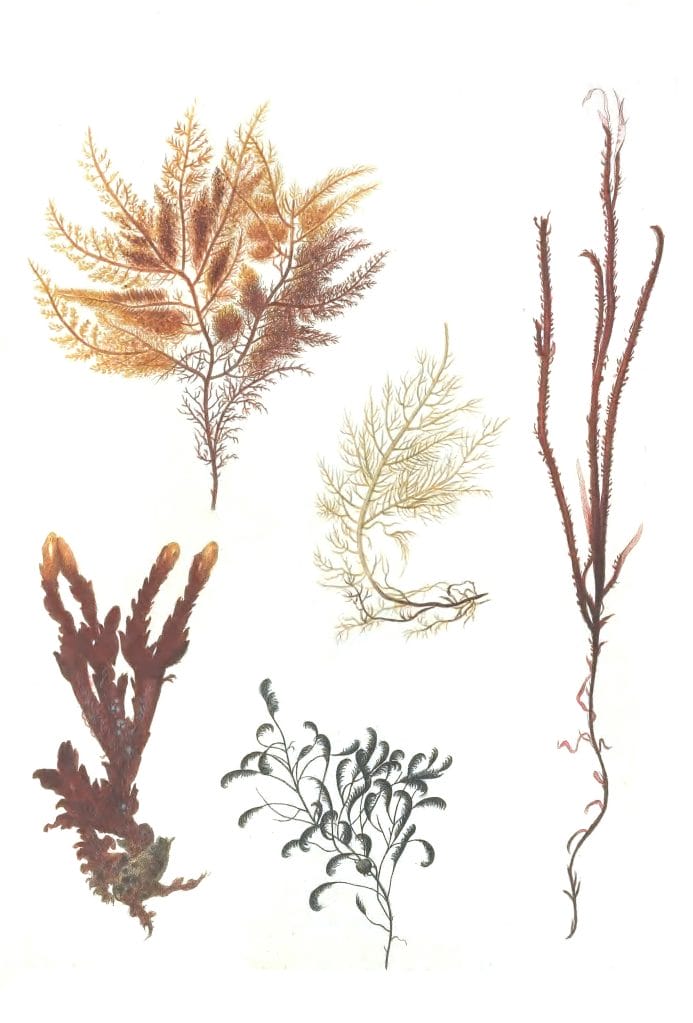 Various sea grass Vintage Illustration