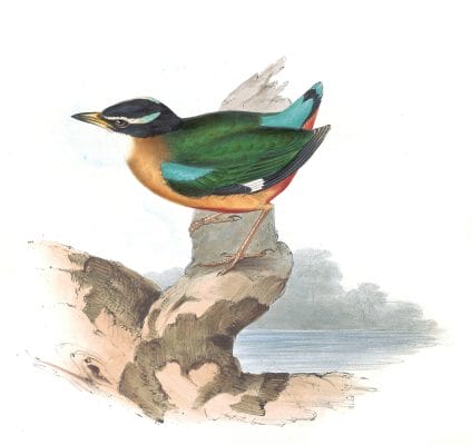 Vigors Pitta Bird Vintage Illustrations