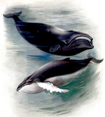Vintage Atlantic Right Whale And Humpback Whle Illustration From The Public Domain