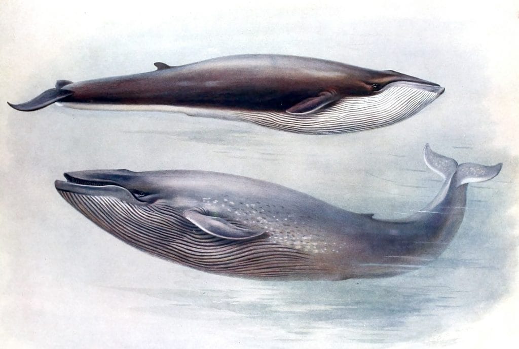 Vintage Blue Whale Illustration From The Public Domain