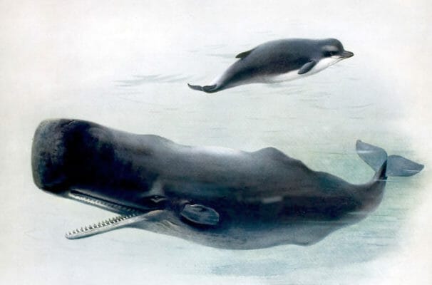 Vintage Bottle Nosed Whale And Sperm Whale Illustration From The Public Domain