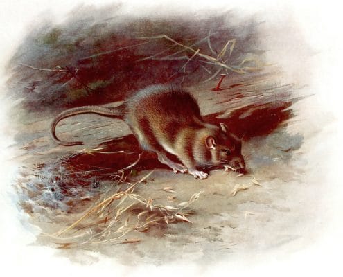 Vintage Brown Rat Illustration From The Public Domain