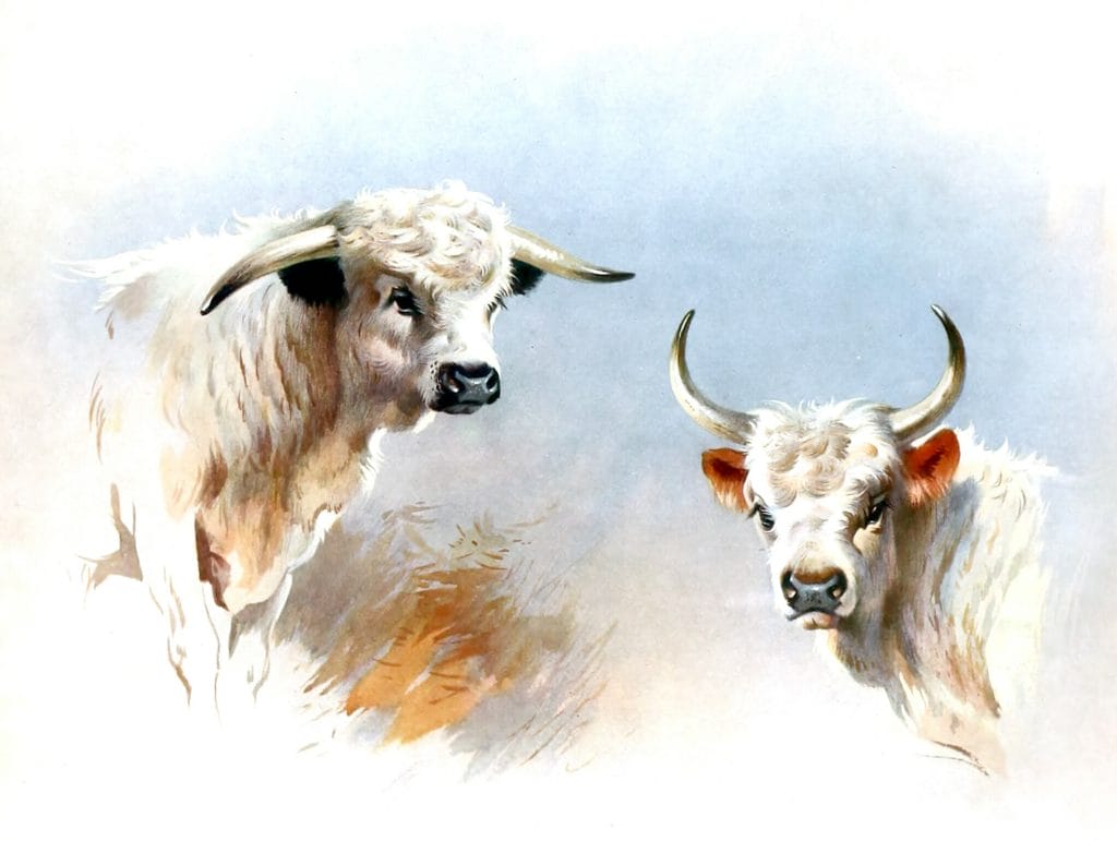 Vintage Chartley Bull And Chillingham Bull Illustration From The Public Domain