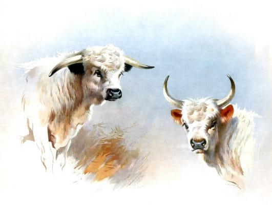 Vintage Farm Animal Illustrations, - Free Vintage Illustrations