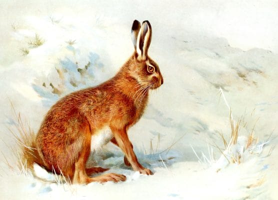 Vintage Common Hare Illustration From The Public Domain