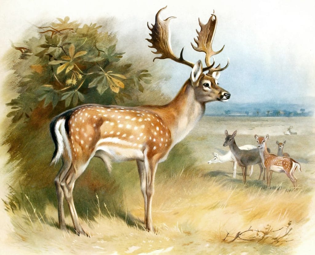 Vintage Fallow Deer Illustration From The Public Domain