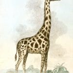 Vintage Giraffe Illustration copy