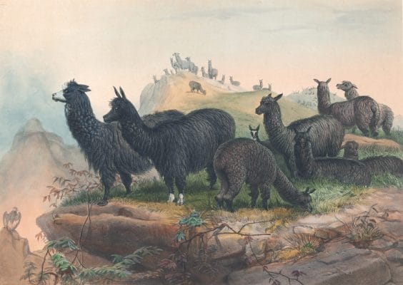 Vintage Illustrations Of Alpaca In Public Domain