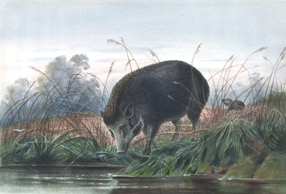 Vintage Illustrations Of Andaman Pig In Public Domain