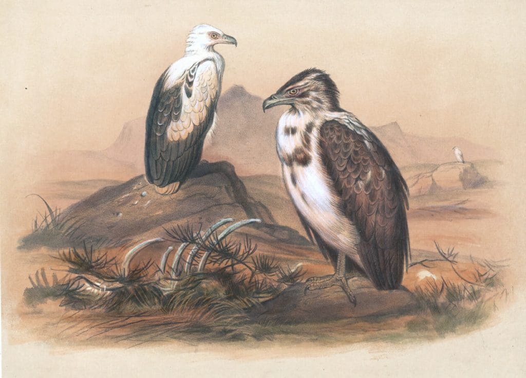 Vintage Illustrations Of Angolan Vulture In Public Domain