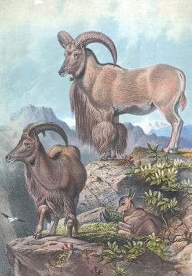 Vintage Illustrations Of Aoudad In Public Domain