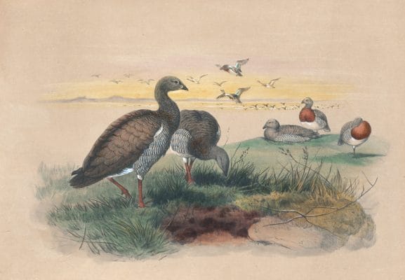 Vintage Illustrations Of Ashy Headed Goose In Public Domain
