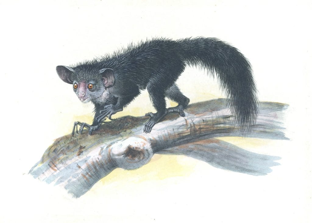 Vintage Illustrations Of Aye Aye Long Tailed Lemur In Public Domain