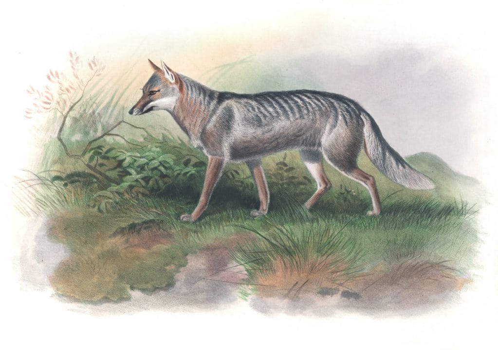 Vintage Illustrations Of Azaras Fox In Public Domain