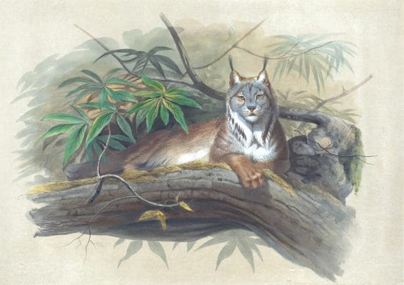 Vintage Illustrations Of Canadian Lynx In Public Domain