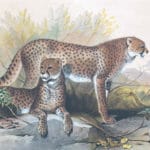 Vintage Illustrations Of Cheetah In Public Domain