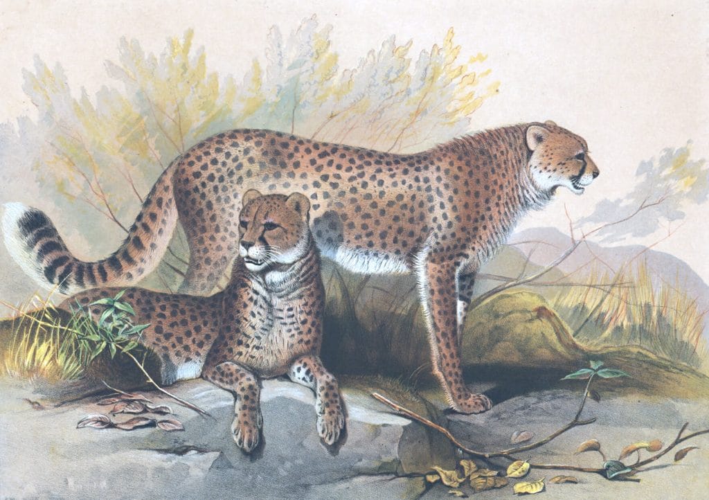 Vintage Illustrations Of Cheetah In Public Domain