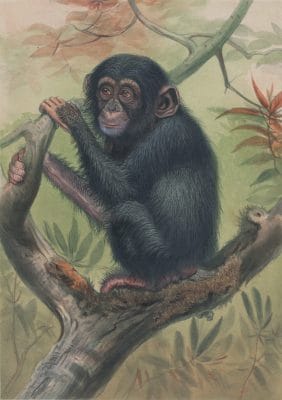 Vintage Illustrations Of Chimpanzee In Public Domain