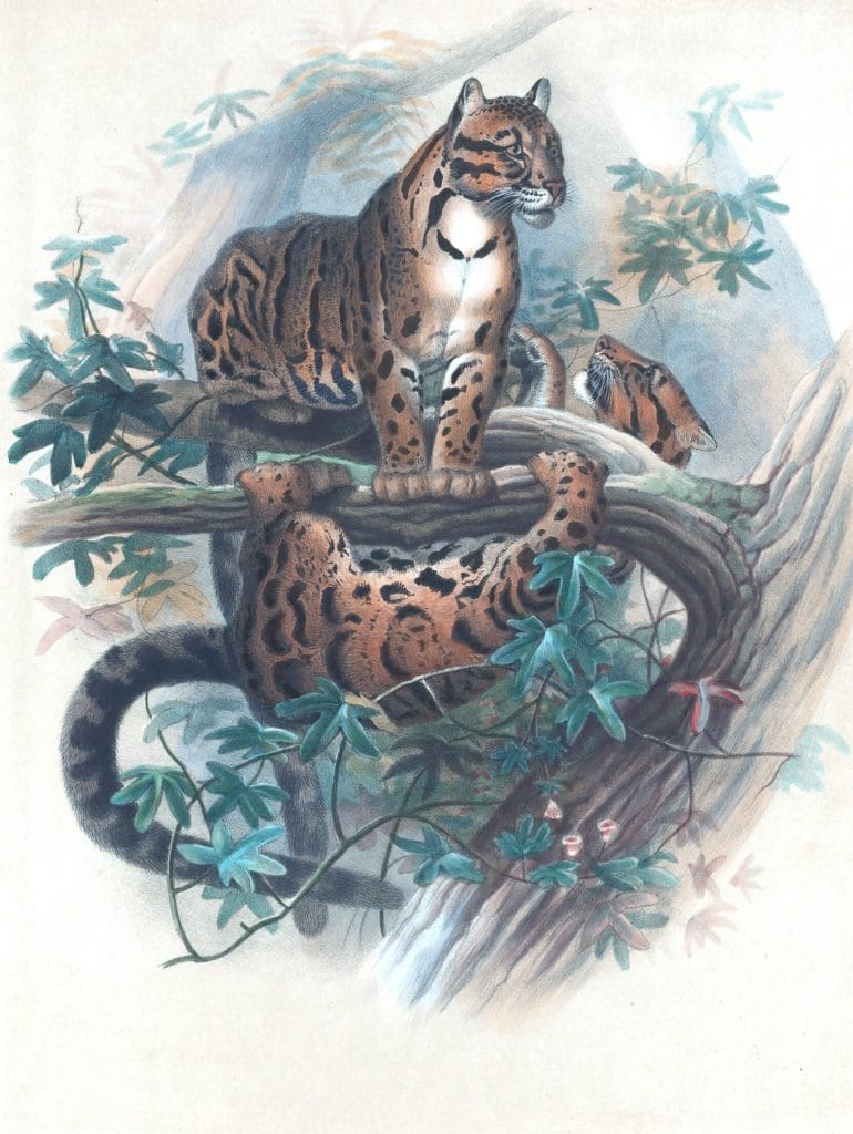 Vintage Illustrations Of Clouded Tiger In Public Domain