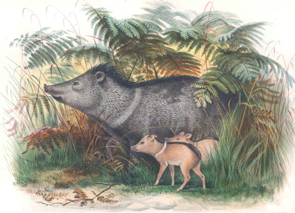 Vintage Illustrations Of Collared Peccary In Public Domain